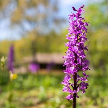 Villaggio Anemone - Chalet Mirtillo Capanne di Sillano エクステリア 写真