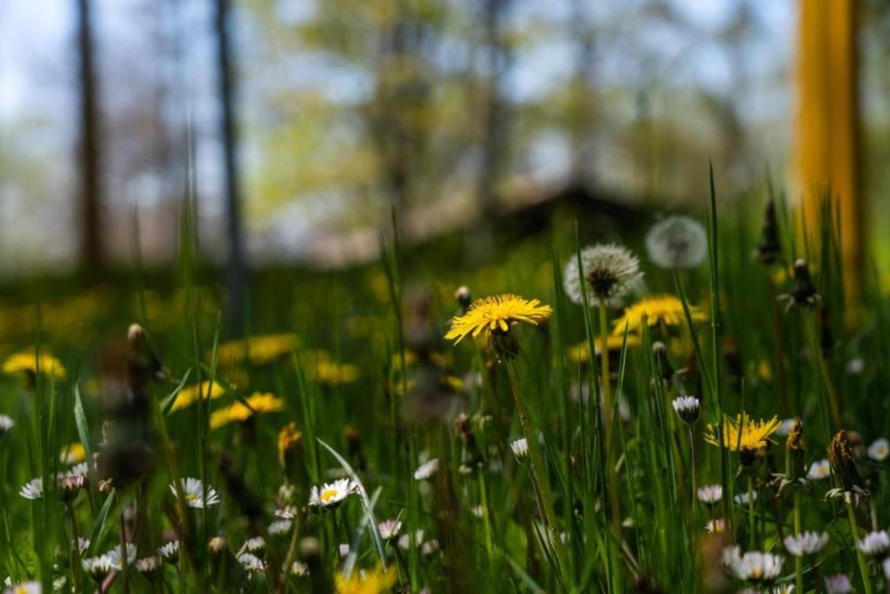 Villaggio Anemone - Chalet Mirtillo Capanne di Sillano エクステリア 写真